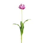 Double Tulip Stem