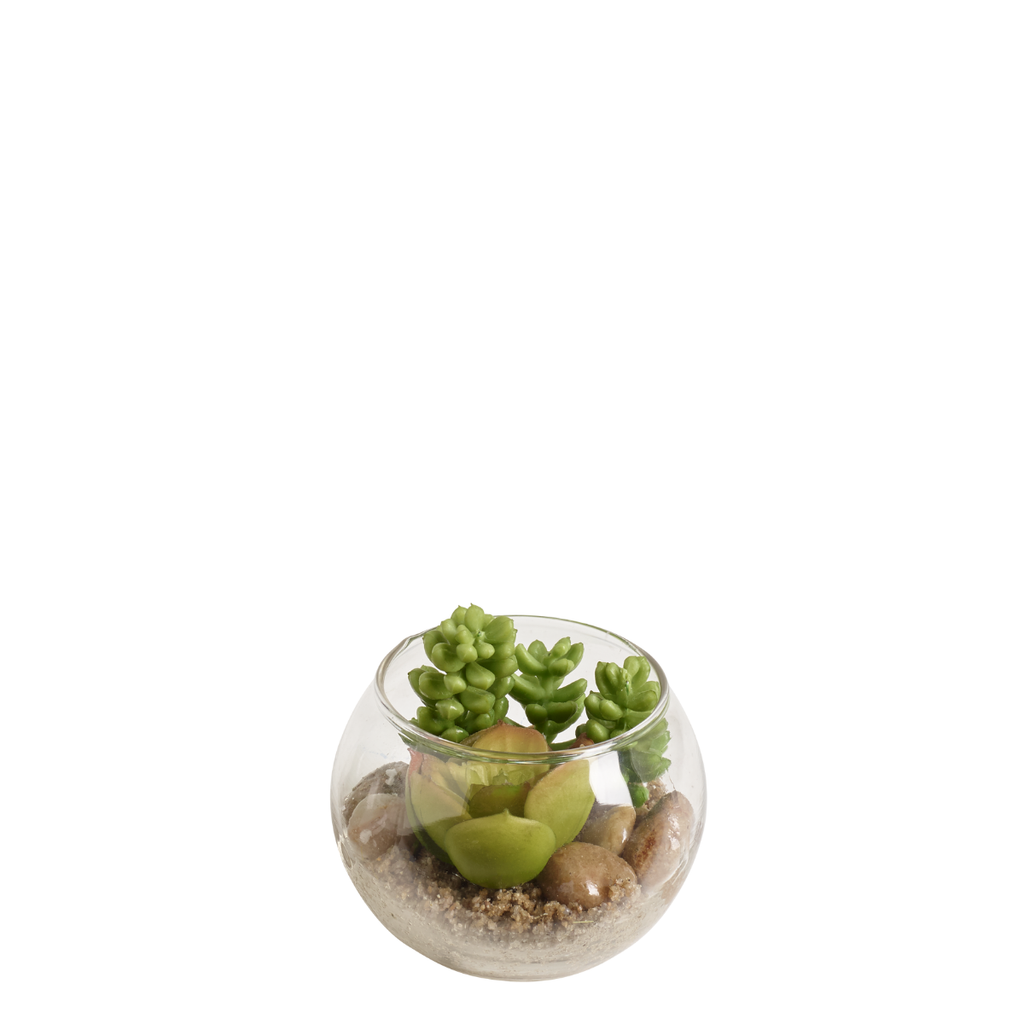 Succulent Sudum in round terrarium