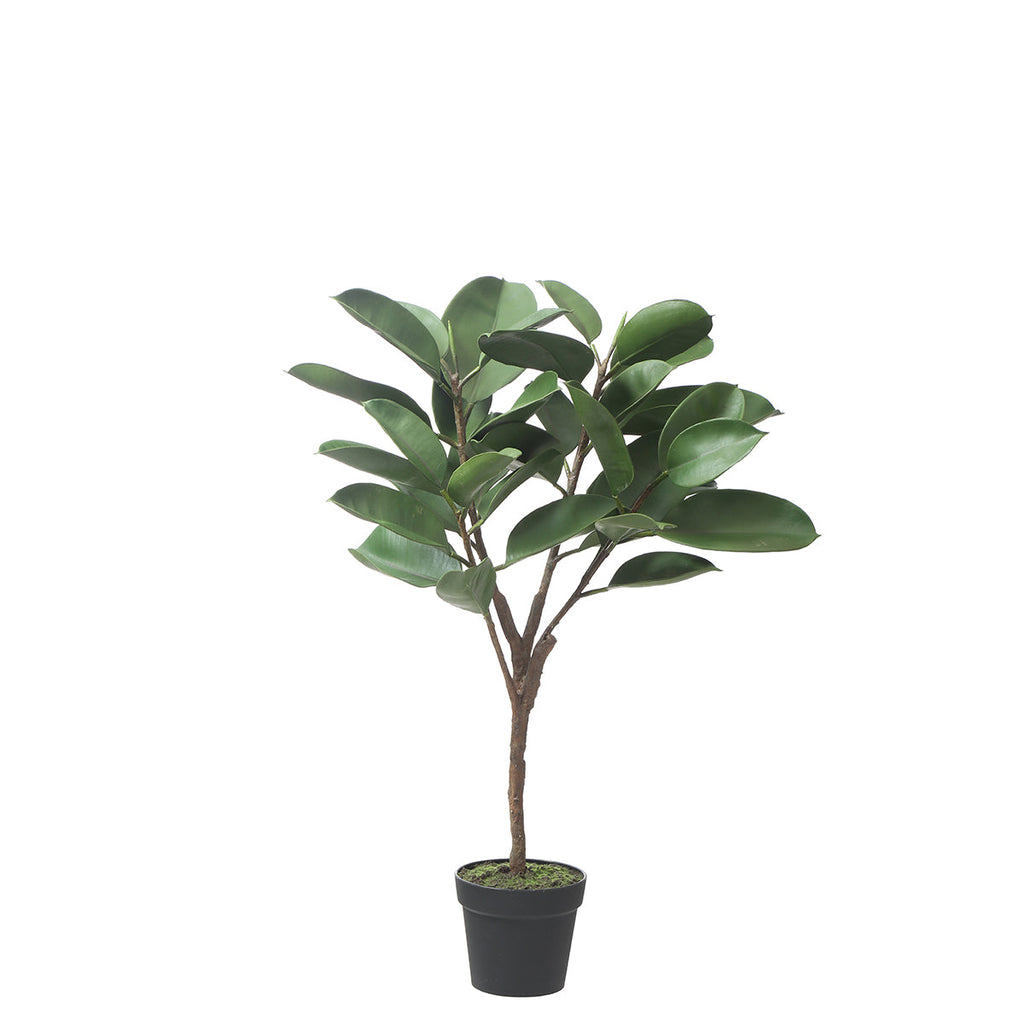 Ficus in a 115cm pot