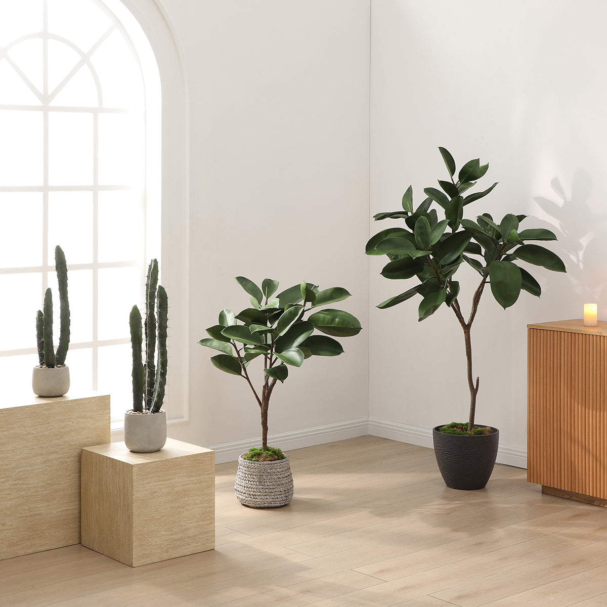 Ficus in a 115cm pot