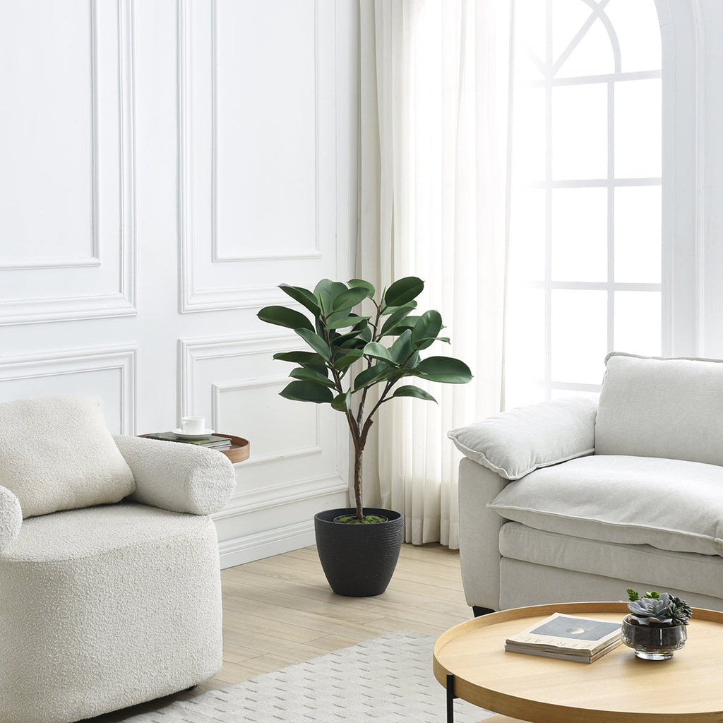 Ficus in a 115cm pot