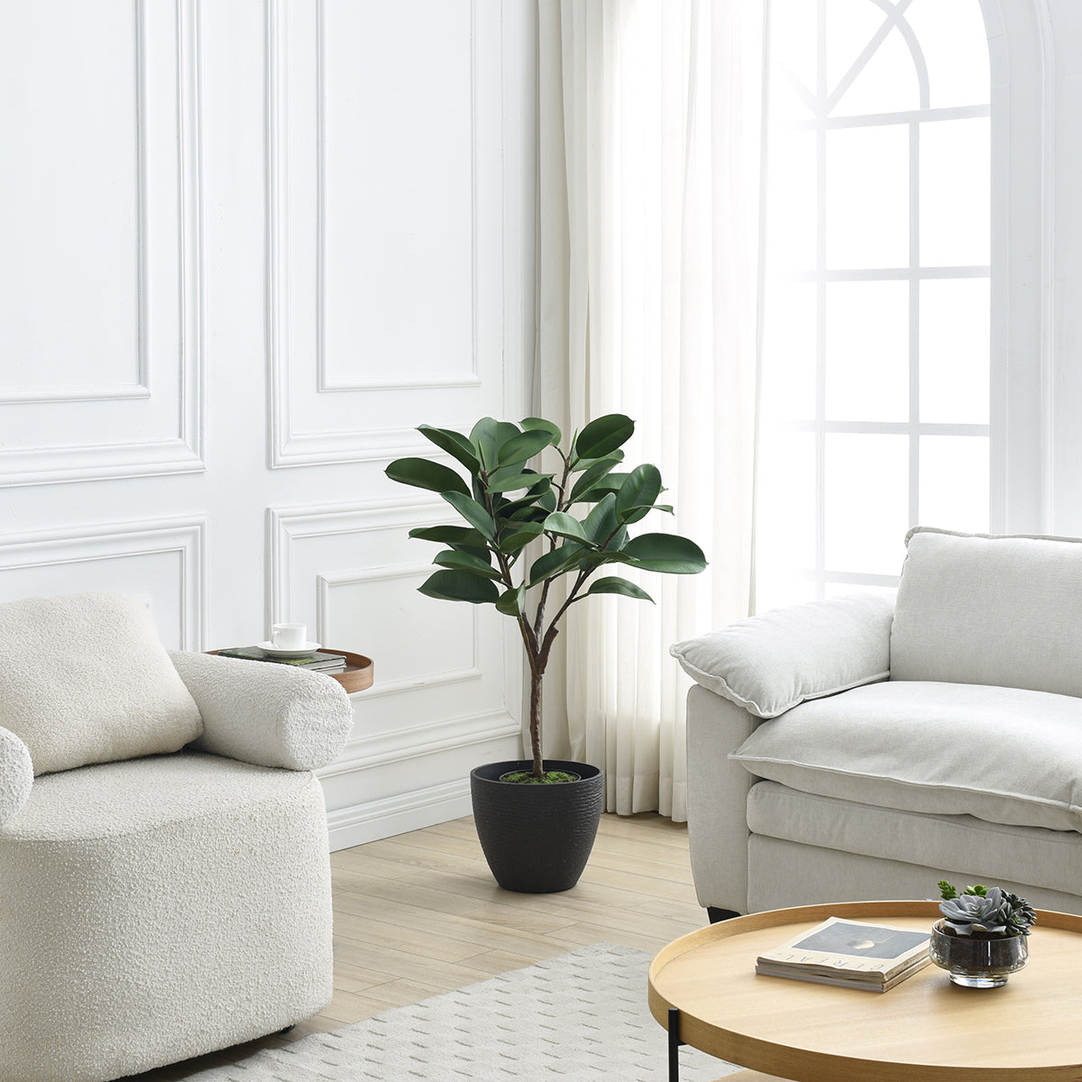 Ficus in a 115cm pot