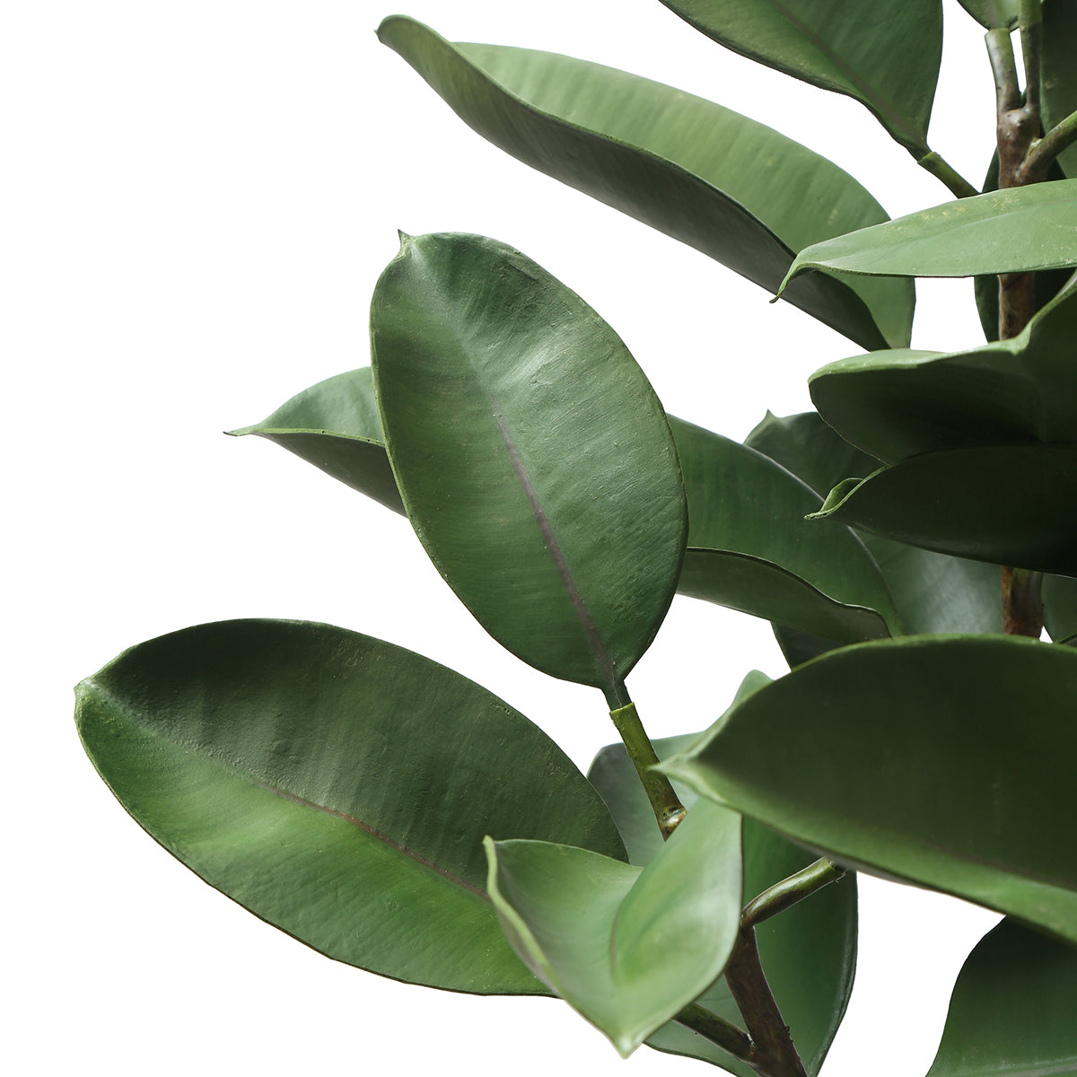 Ficus in a 115cm pot