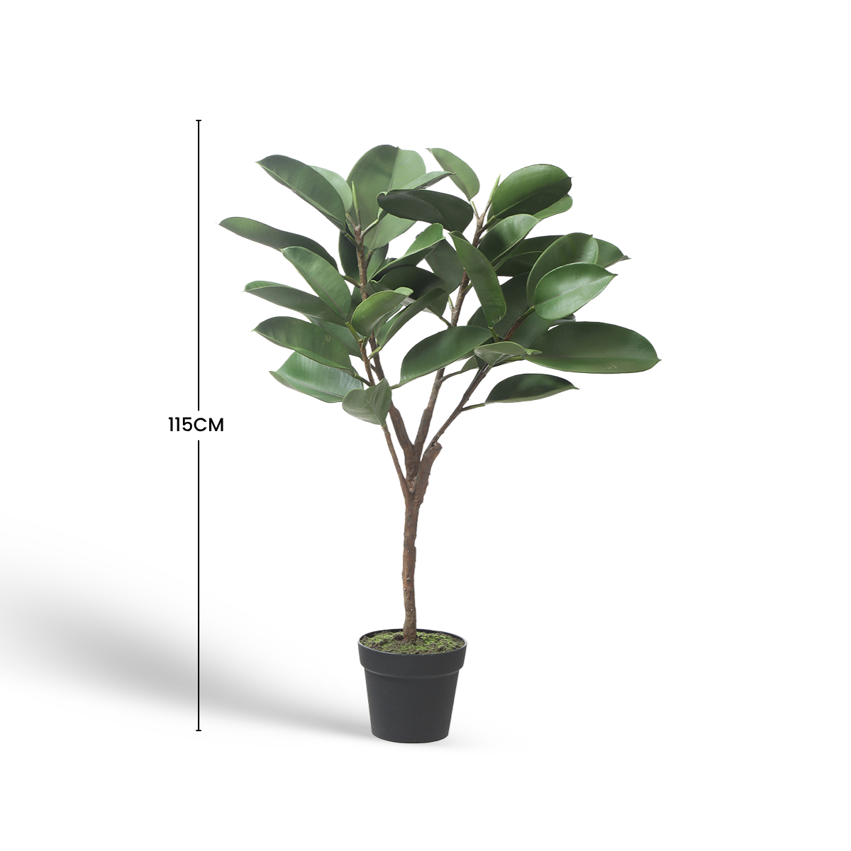 Ficus in a 115cm pot