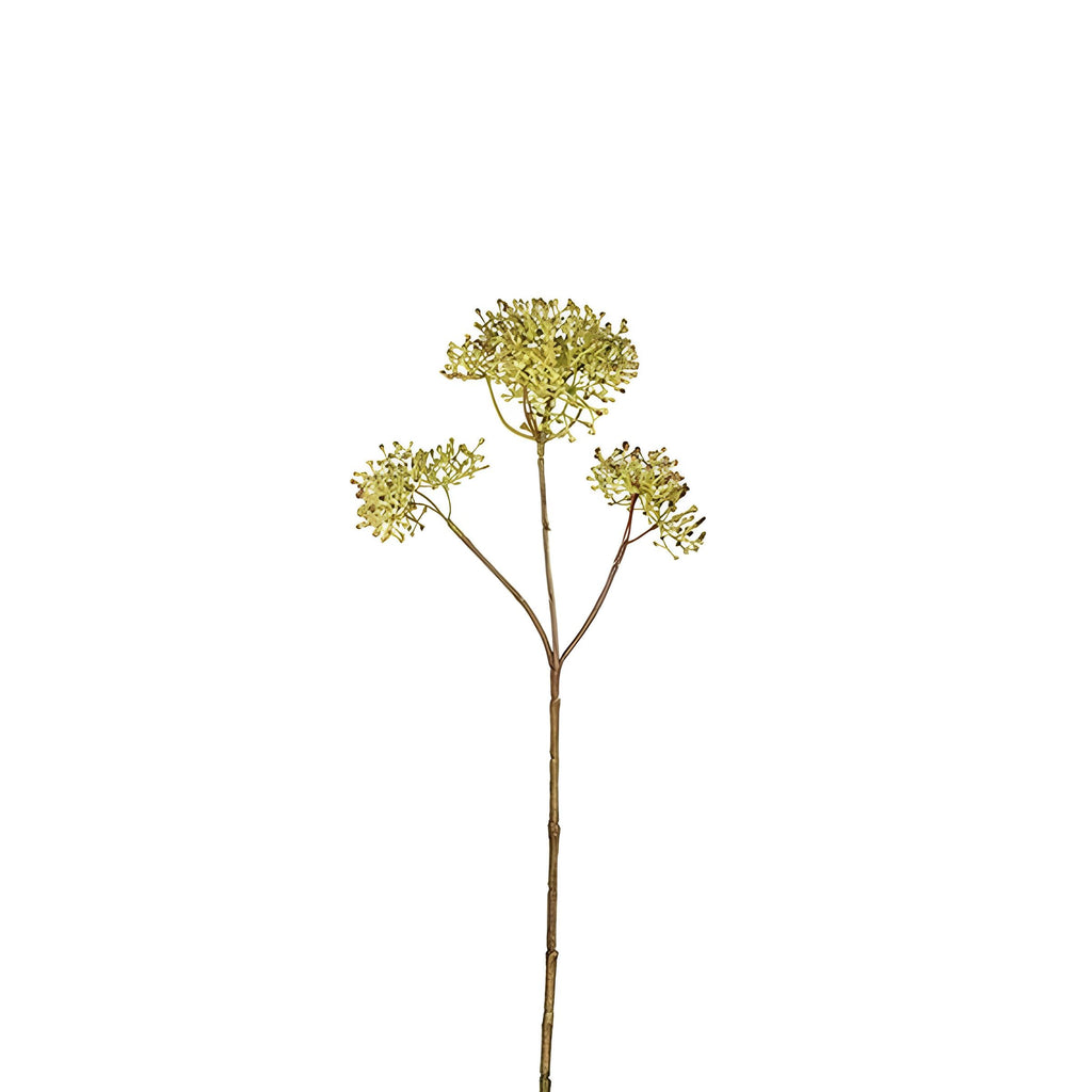 Small Format Skimmia Foliage