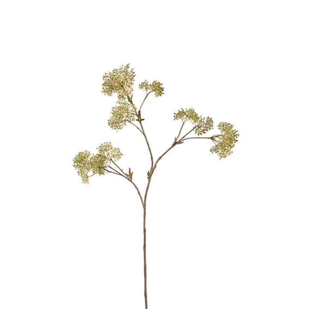 Large Format Skimmia Foliage