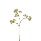 Large Format Skimmia Foliage