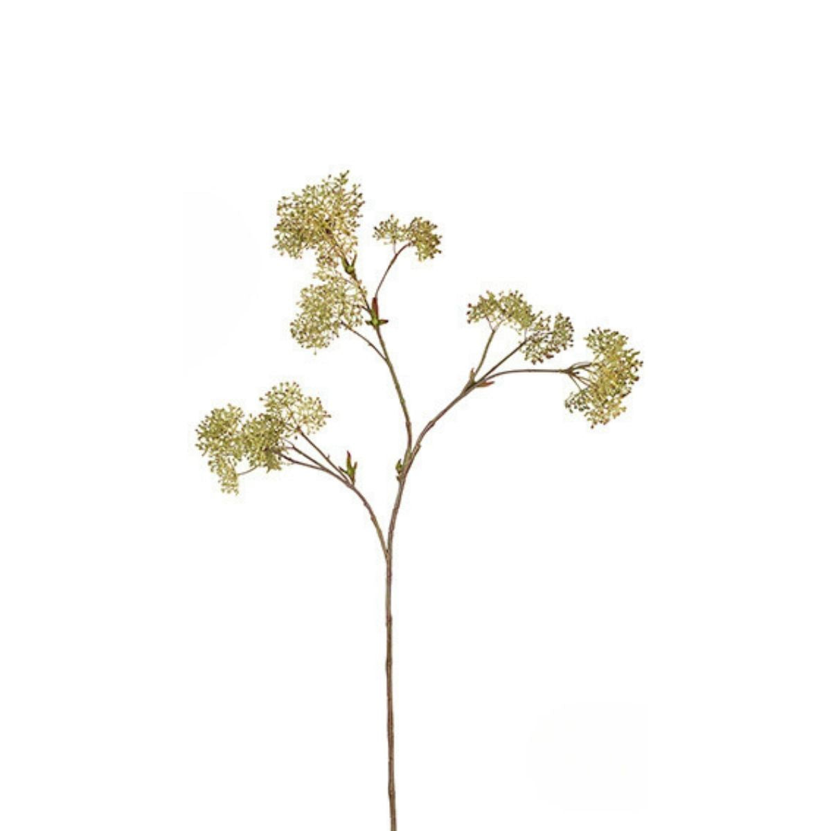 Large Format Skimmia Foliage