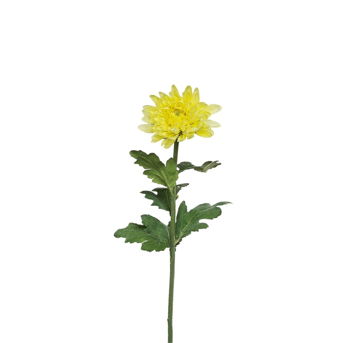 Chrysanthemum stem Mum