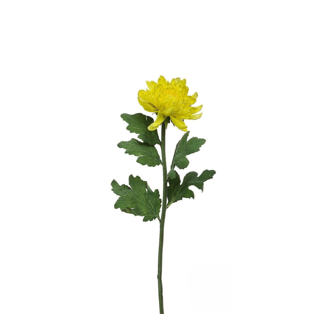 Chrysanthemum stem Mum