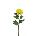 Chrysanthemum stem Mum