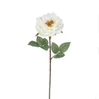 Rose Sophie stem open