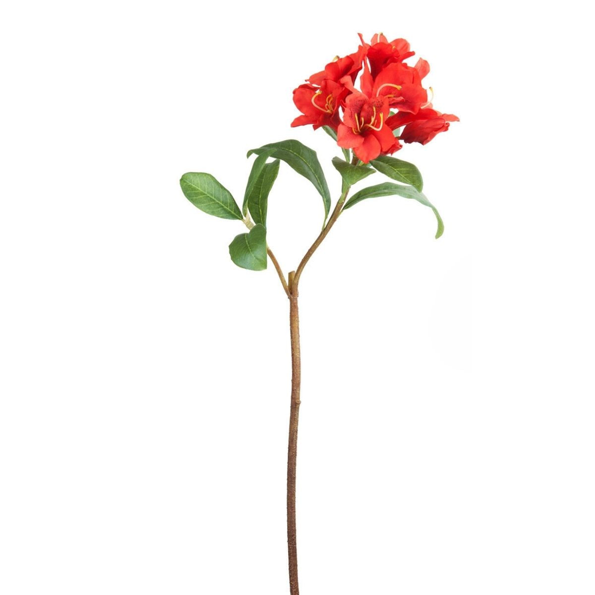 Rhododendron stem