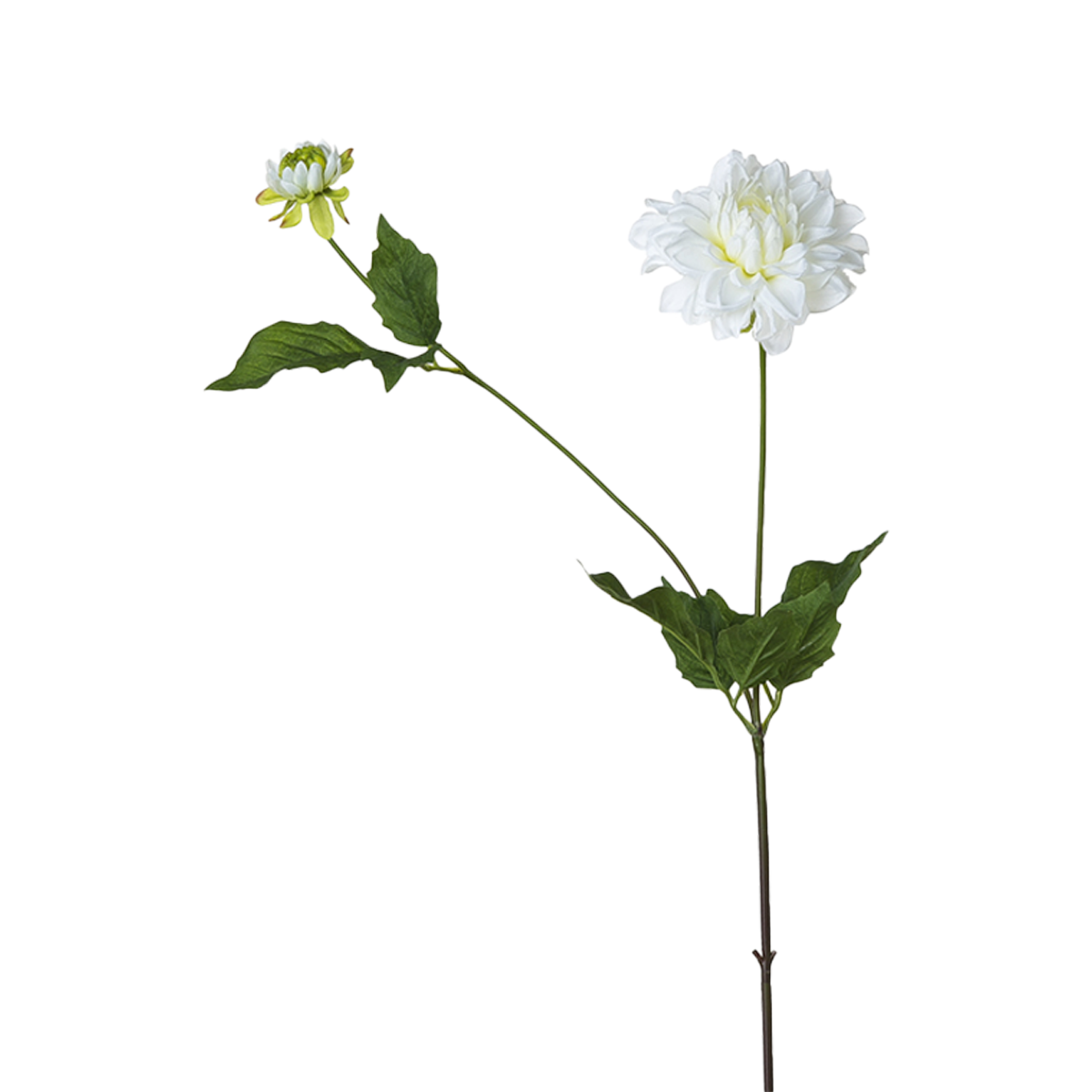 Dahlia stem with bud