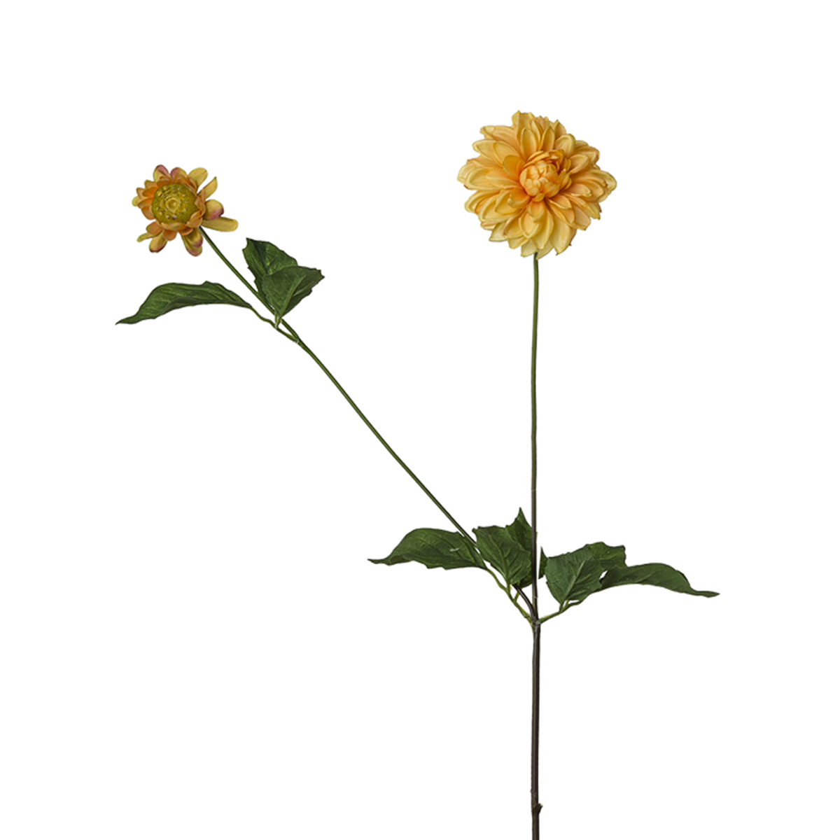 Dahlia stem with bud