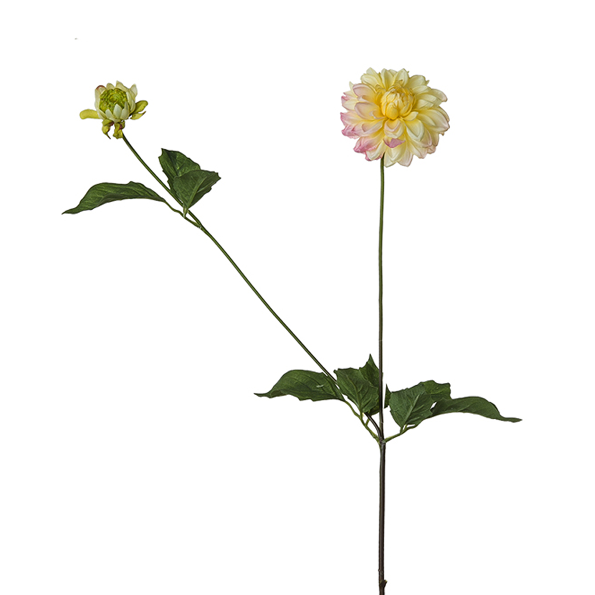 Dahlia stem with bud