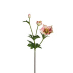 Helleborus Niger stem