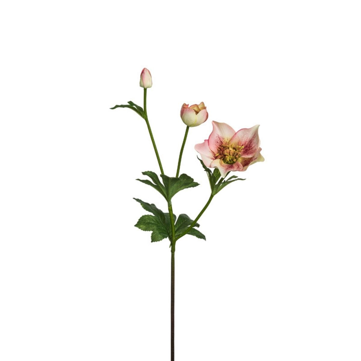 Helleborus Niger stem