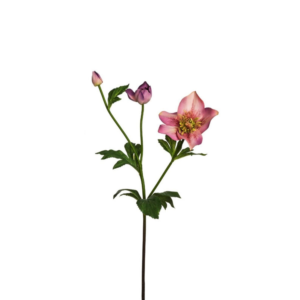 Helleborus Niger stem