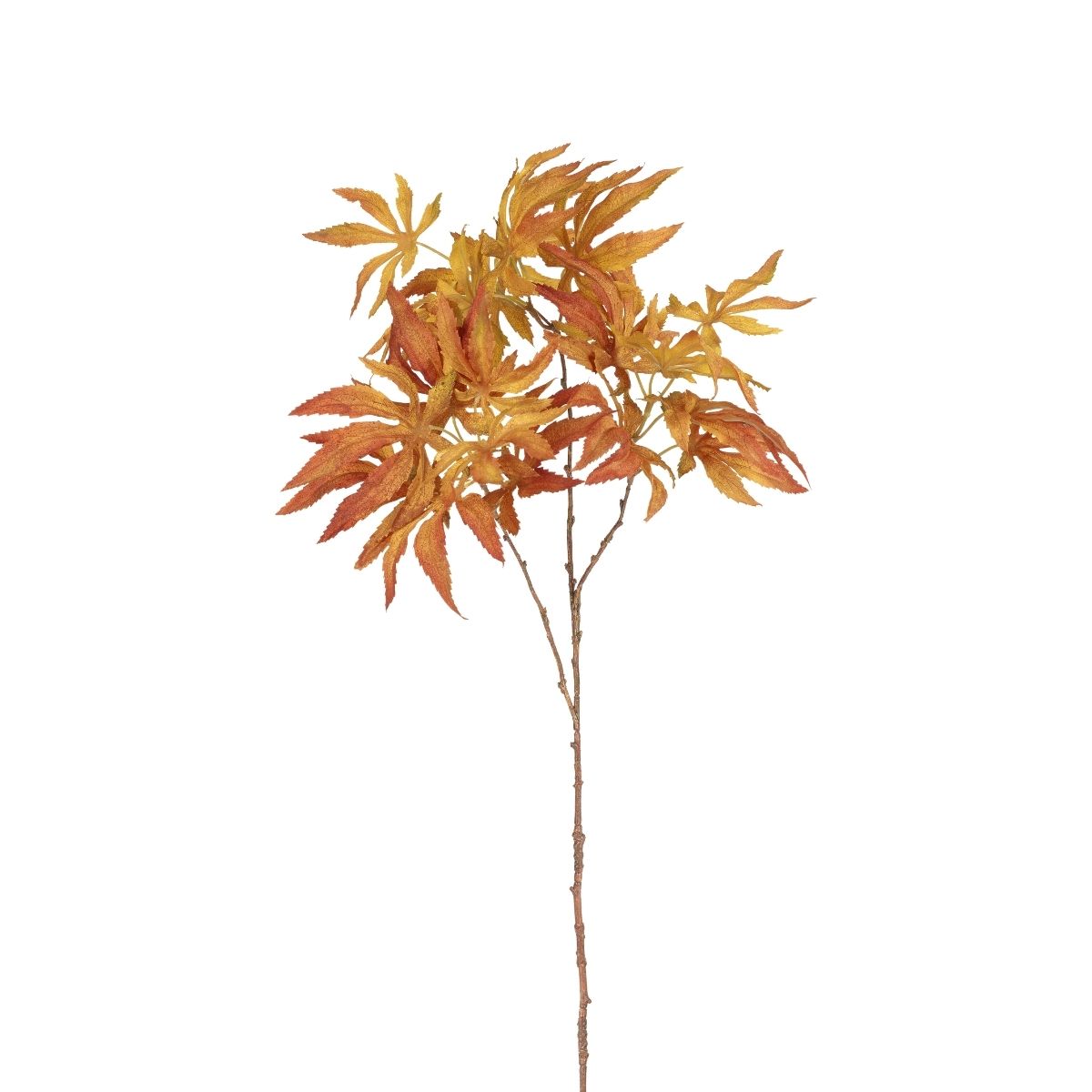 Maple foliage