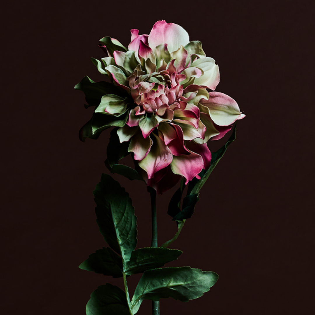 Waterlily Dahlia Stem