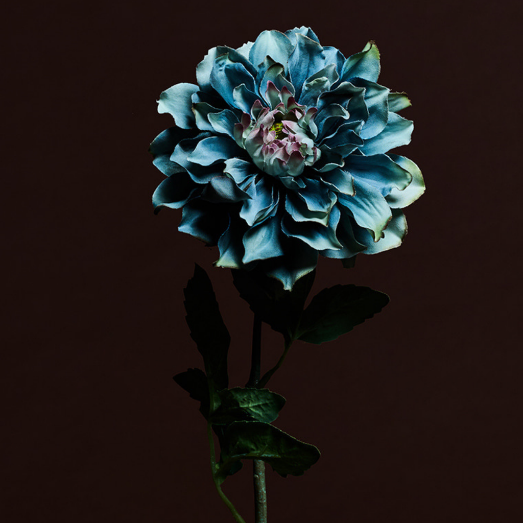 Waterlily Dahlia Stem