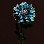 Waterlily Dahlia Stem