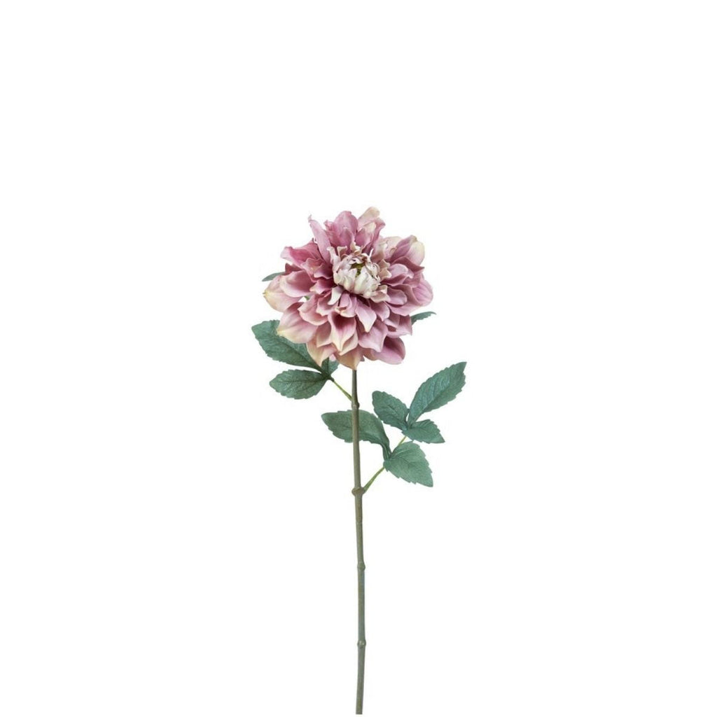 Waterlily Dahlia Stem