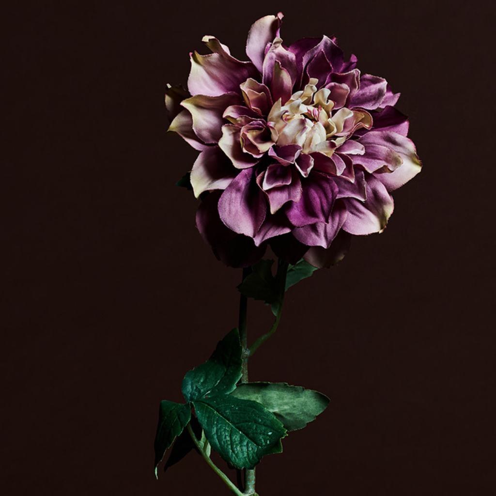 Waterlily Dahlia Stem