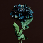 Waterlily Dahlia Stem