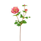 Helleborus Niger stem with bud