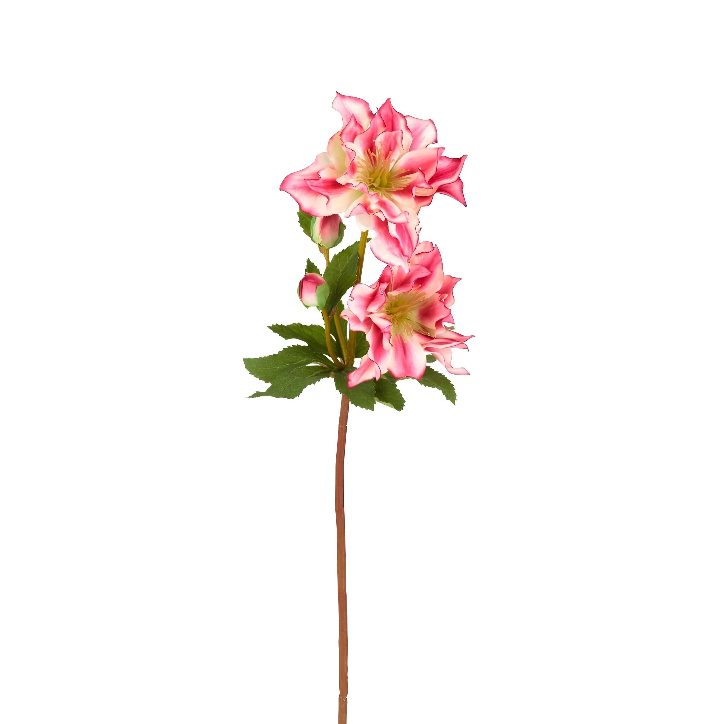 Helleborus Niger stem