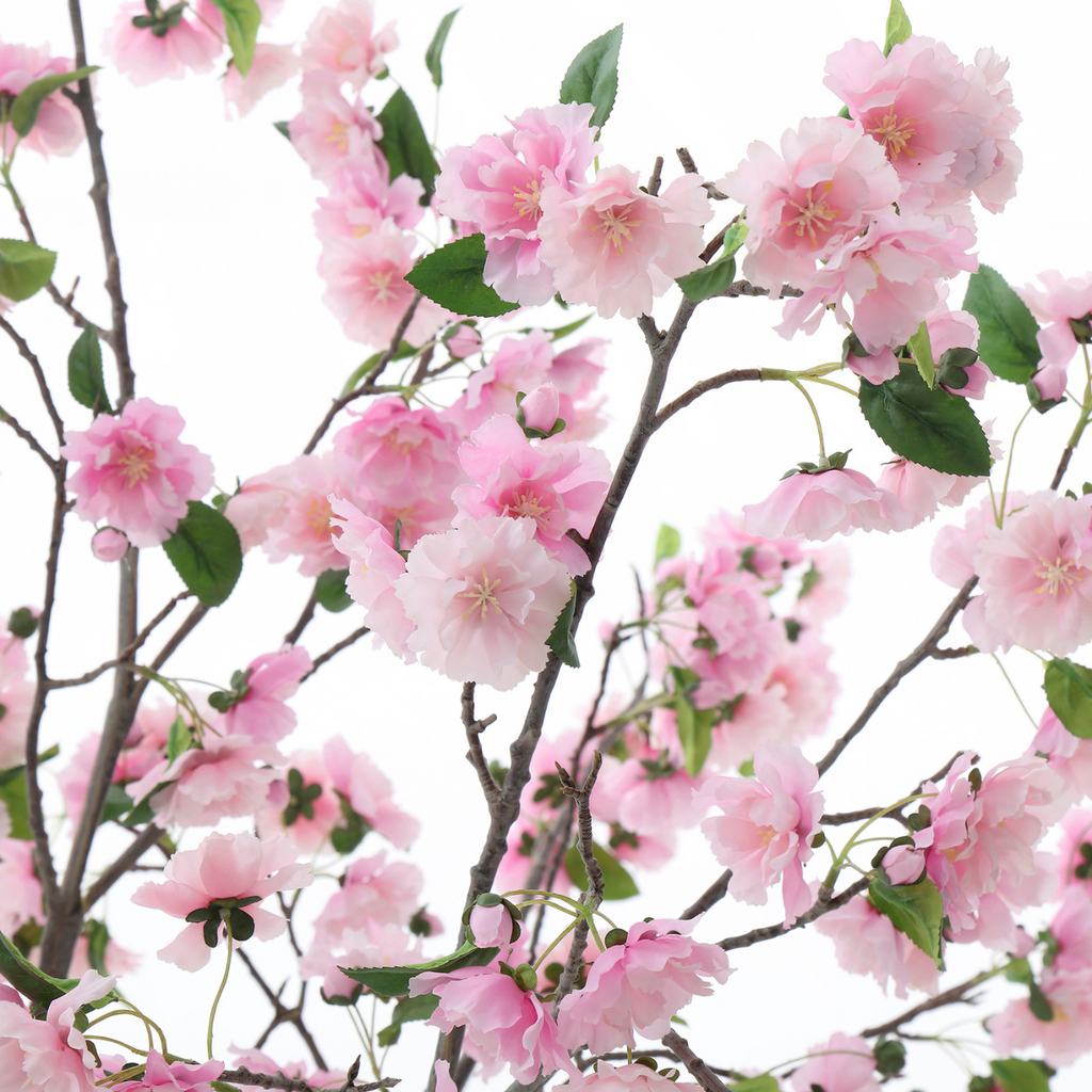 Flowering cherry tree in a pot, 245 cm