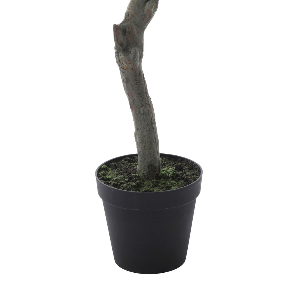 Flowering cherry tree in a pot, 245 cm