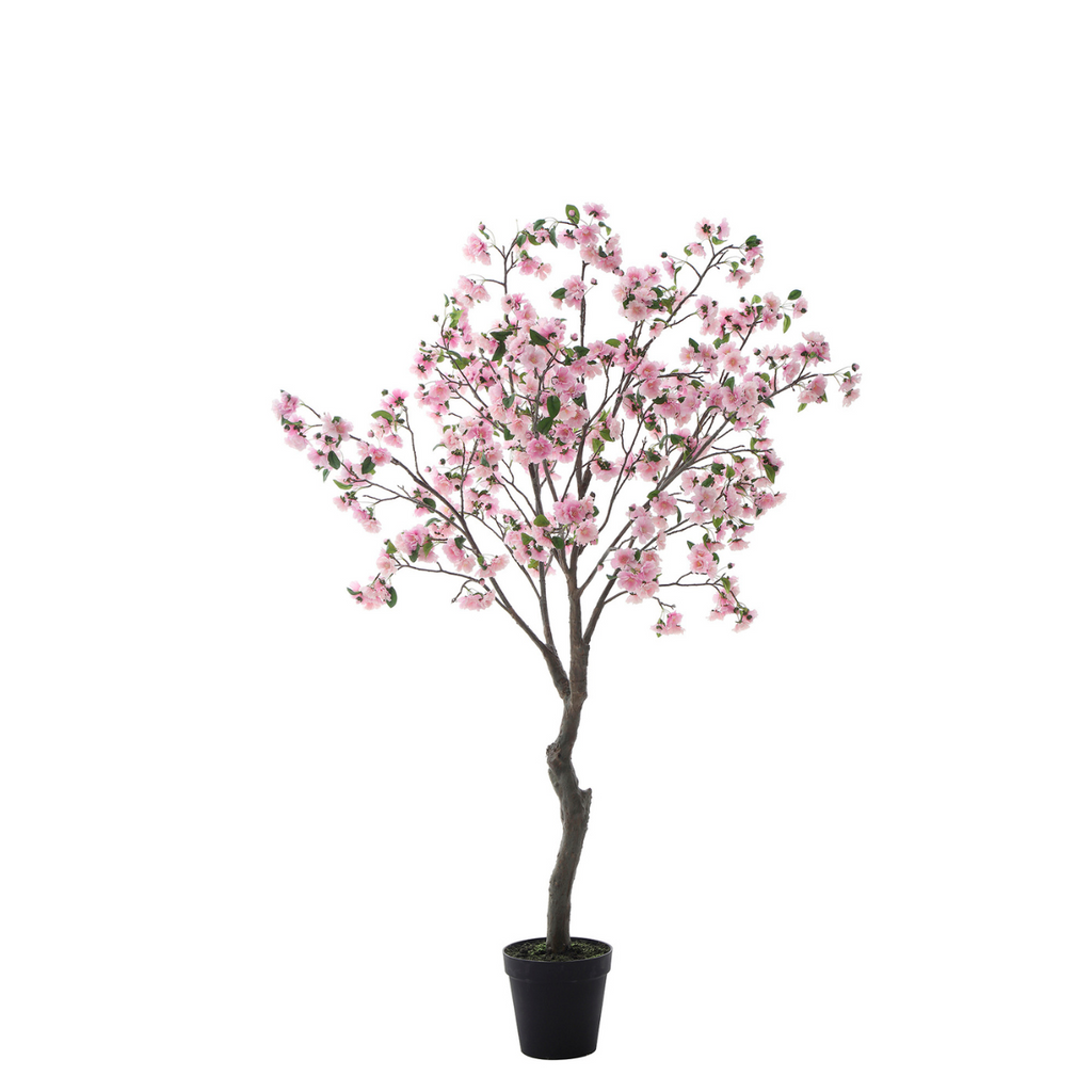 Flowering cherry tree in a 210cm pot