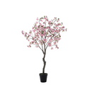 Flowering cherry tree in a 210cm pot
