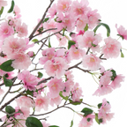 Flowering cherry tree in a 210cm pot