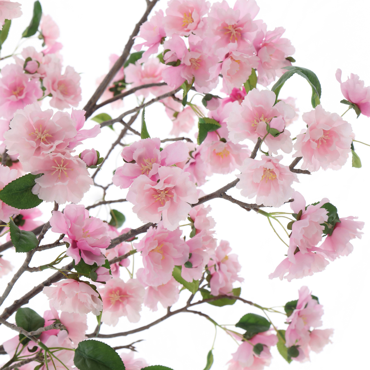 Flowering cherry tree in a 210cm pot