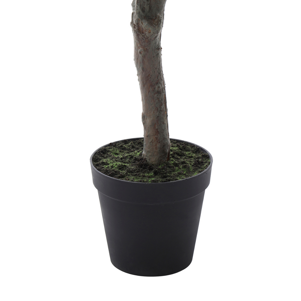 Flowering cherry tree in a 210cm pot