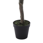 Flowering cherry tree in a 210cm pot