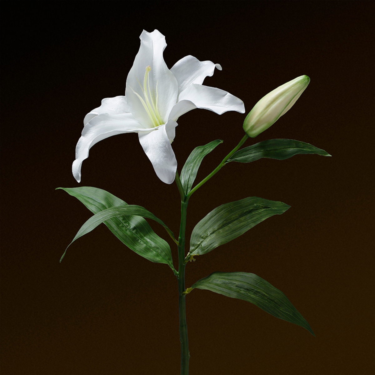 Premium Casablanca Lily Stem 65 cm
