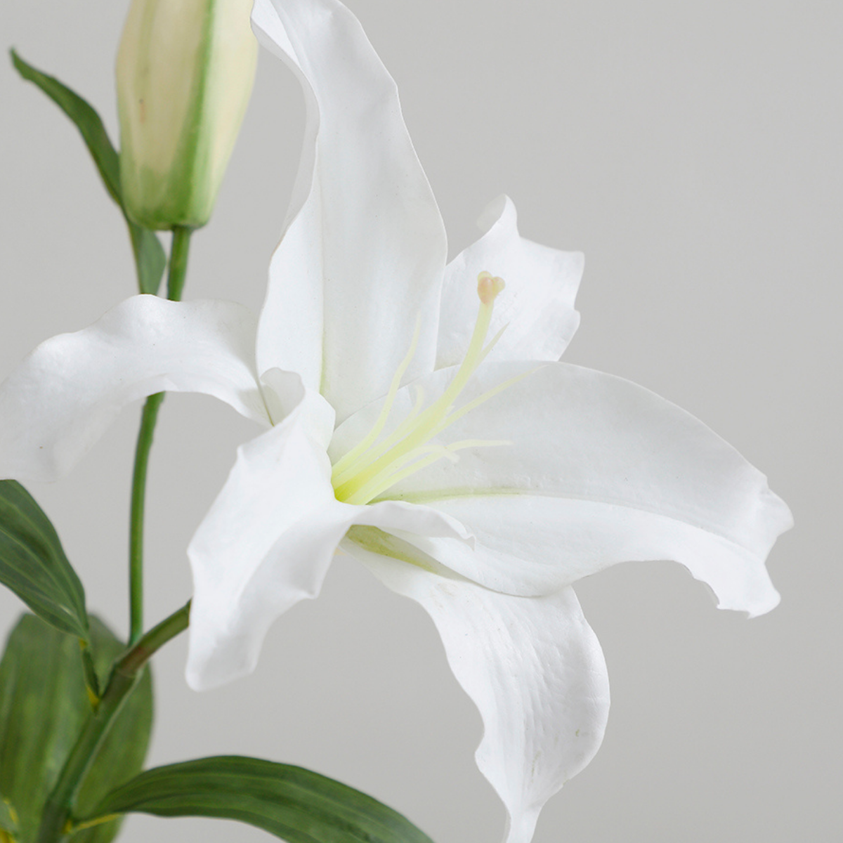 Premium Casablanca Lily Stem 65 cm