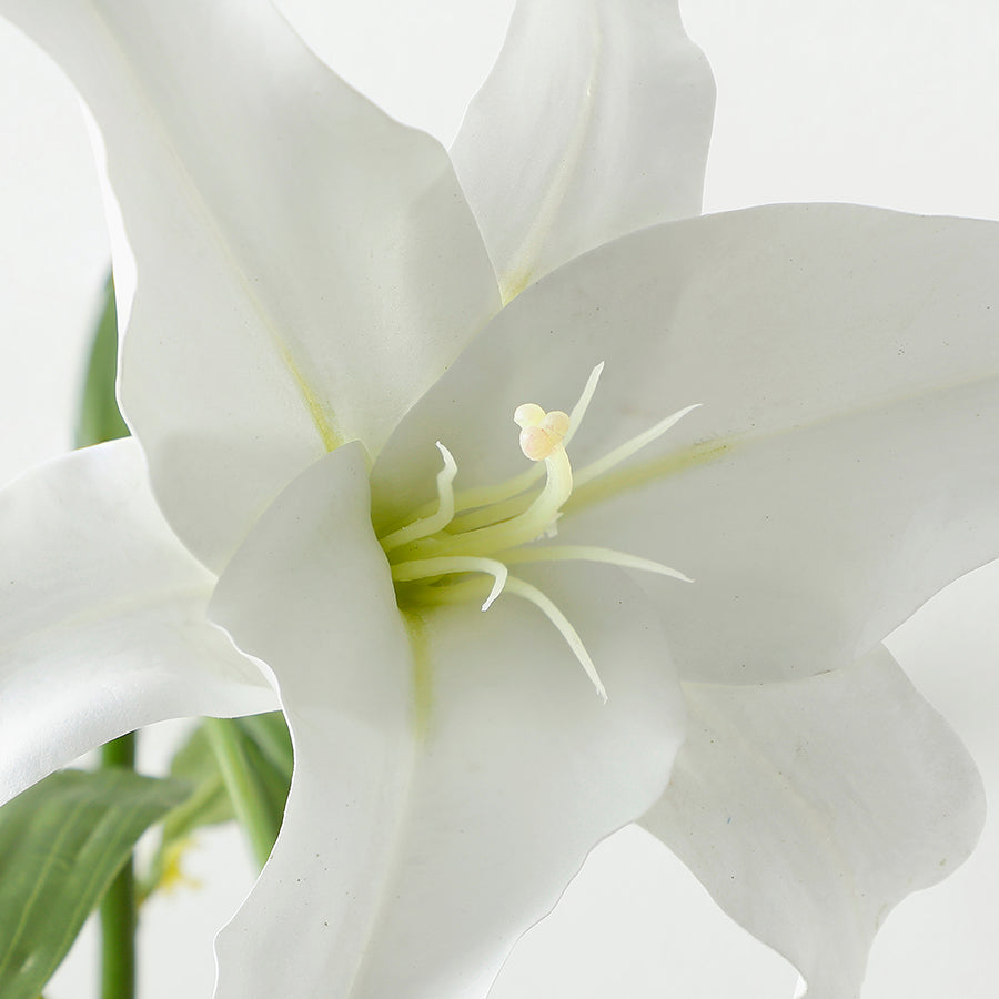 Premium Casablanca Lily Stem 65 cm