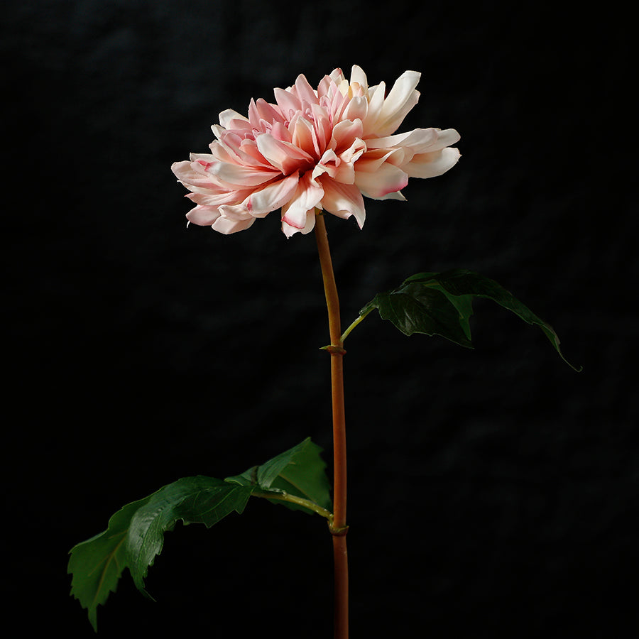 Premium Dahlia Stem 50cm