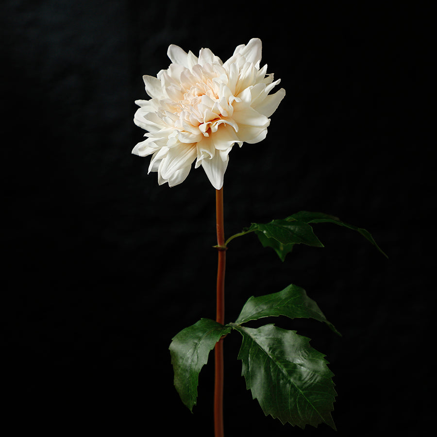Premium Dahlia Stem 50cm