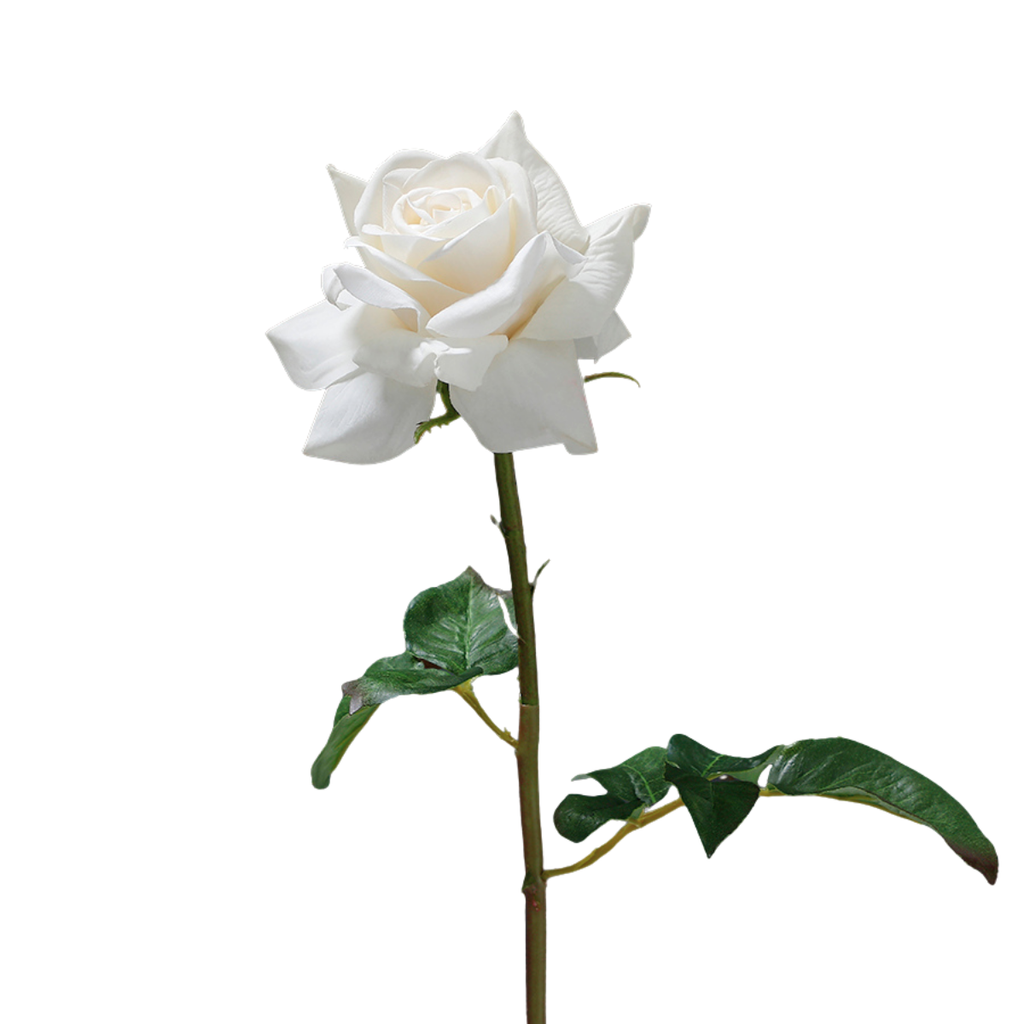 Premium Open Rose Stem 50cm