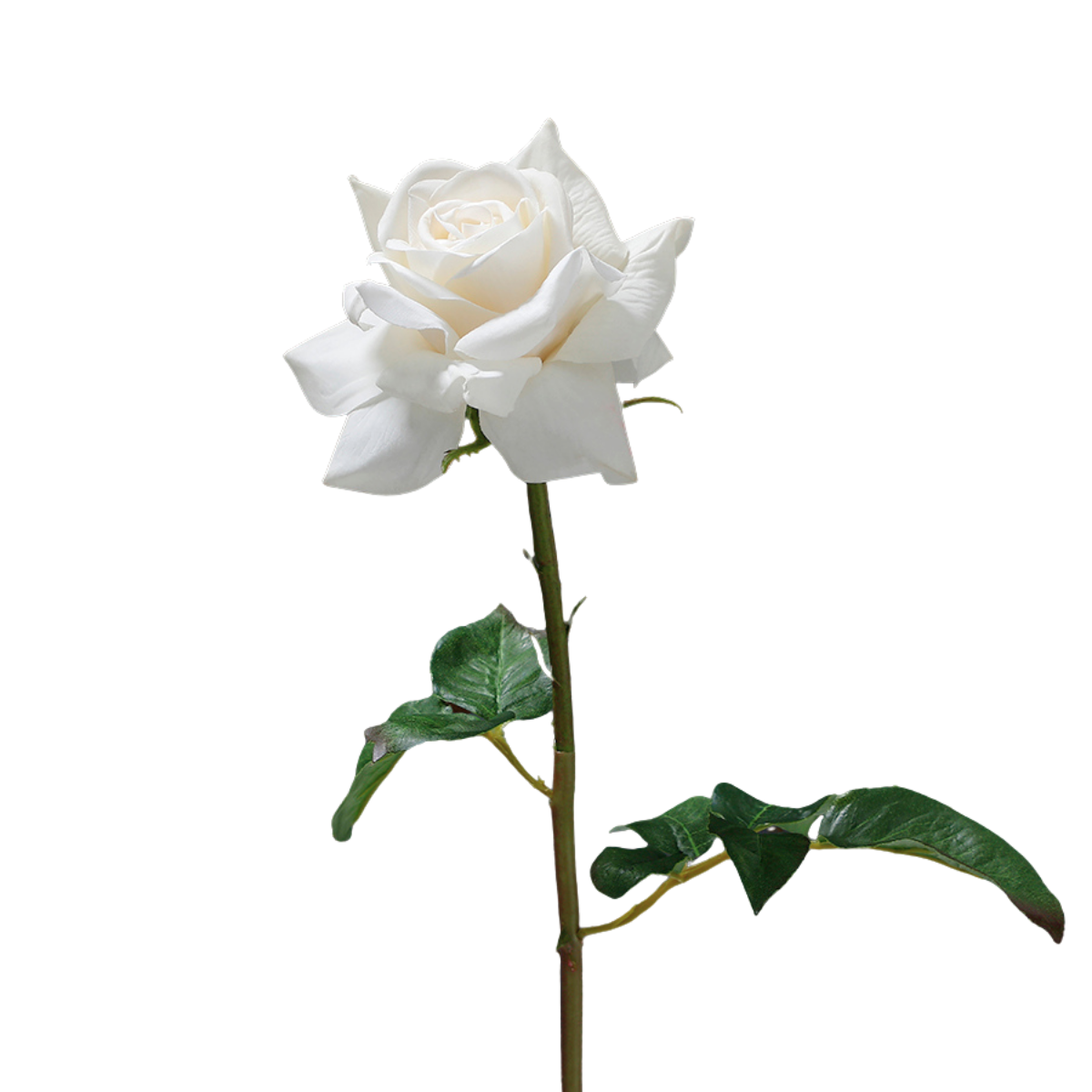 Premium Open Rose Stem 50cm