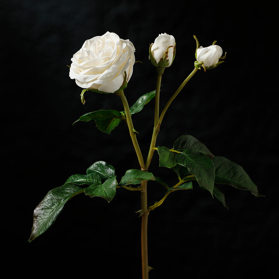 Open rose stem with premium buds, 55cm