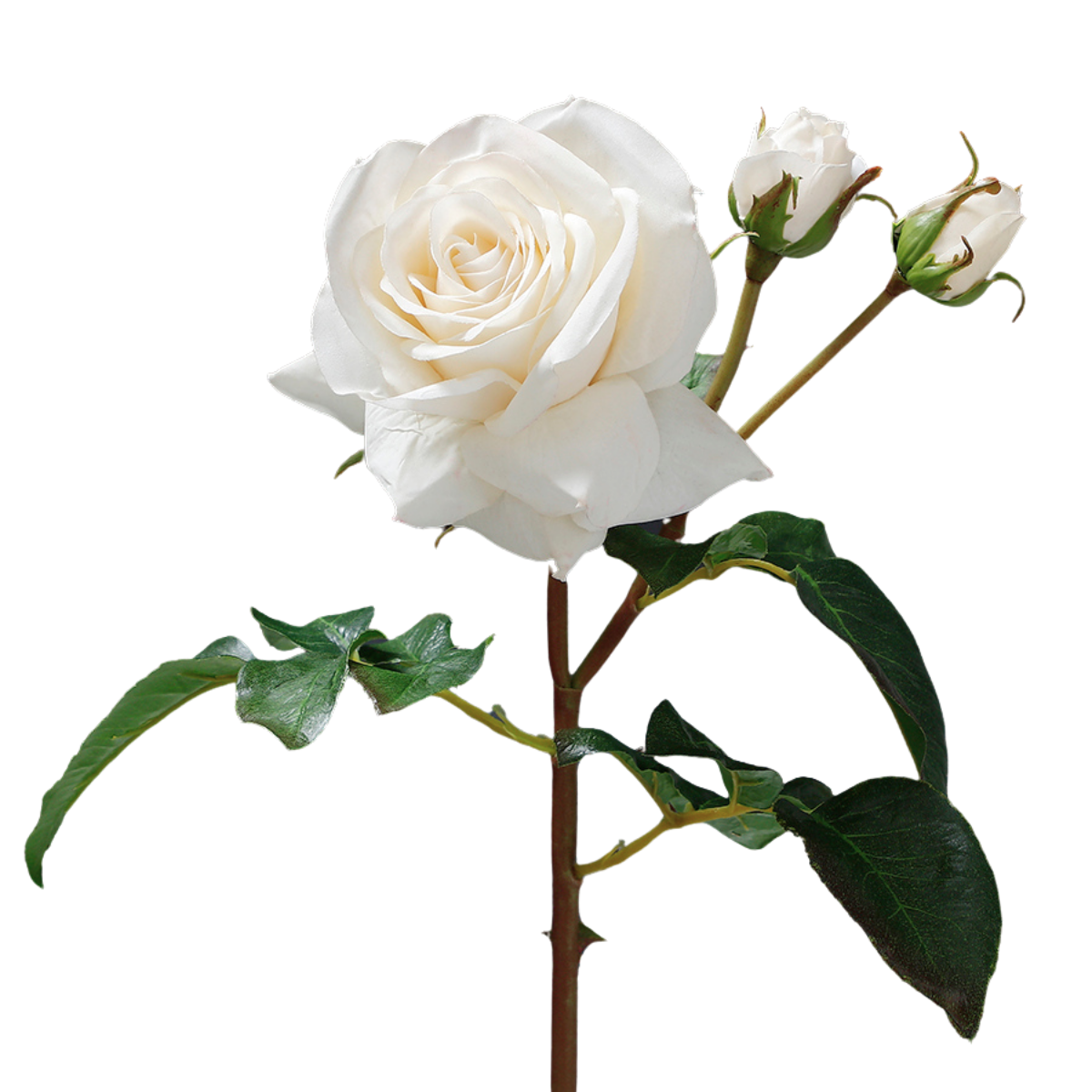 Open rose stem with premium buds, 56cm