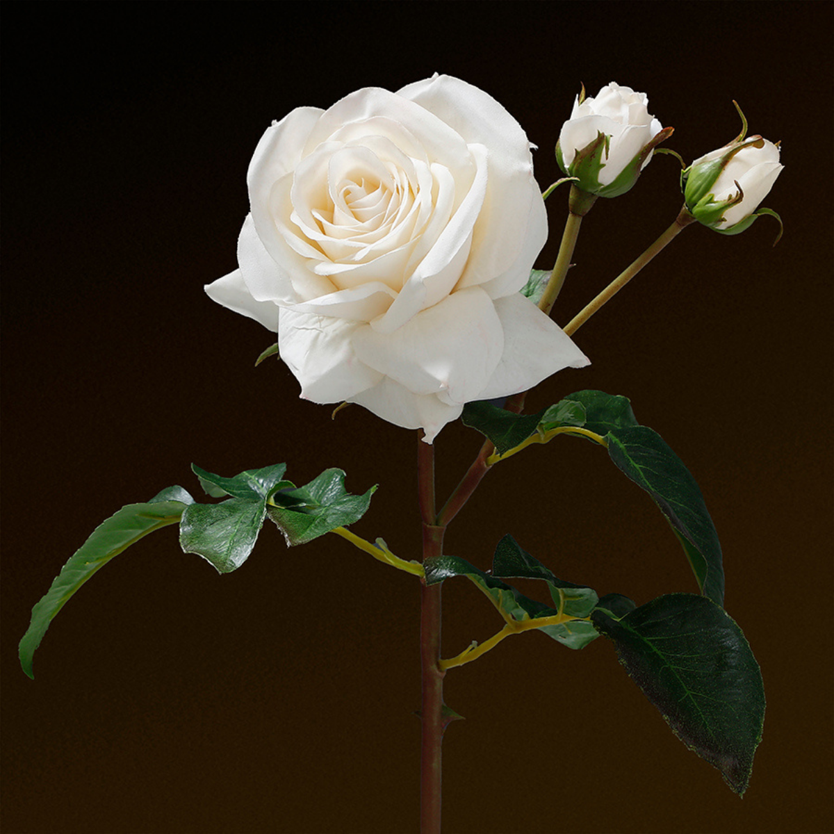 Open rose stem with premium buds, 56cm